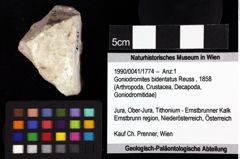 Foto (Objket + Etiketten) von Goniodromites polyodon (Reuss, 1858) 